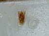 Stenus picipennis